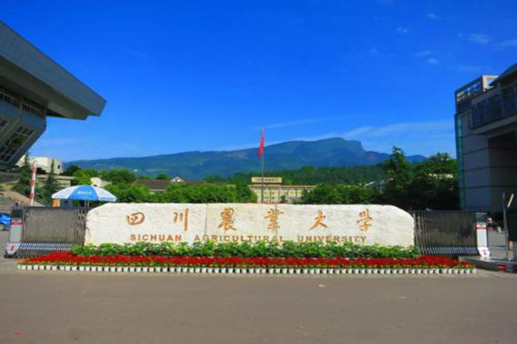 四川農(nóng)業(yè)大學?？茖W歷怎么升本科比較好